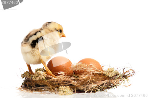 Image of Newborn chick