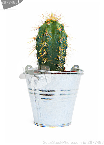 Image of Cute cactus