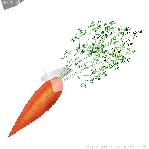 Image of carrot