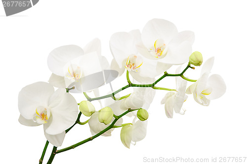 Image of Long branches of bouquet delicate white orchid flowers