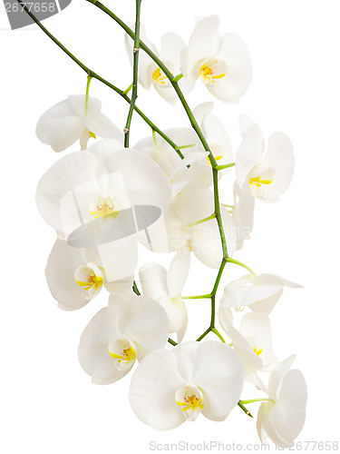 Image of Long elegant branches of white romantic orchid flowers