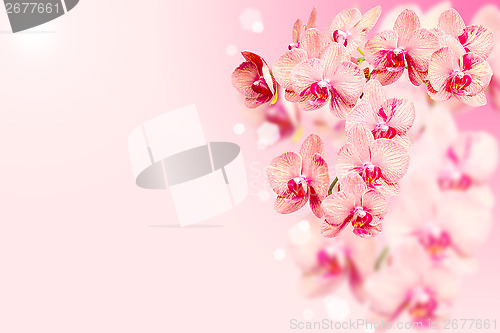 Image of Bunch of orchids flowers on pink blurred background