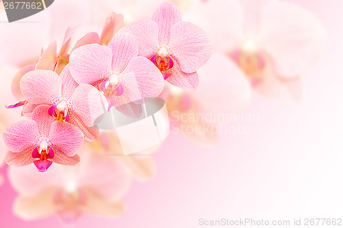 Image of Exotic pink spotted orchid flowers on blurred background