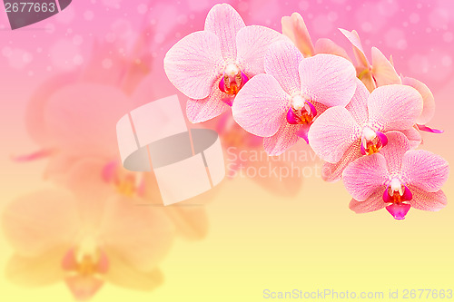 Image of Romantic pink spotted orchid flowers on blured bokeh background