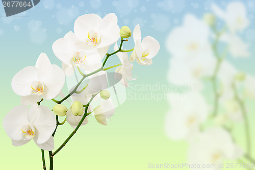 Image of Spring morning background with branches of white orchid flowers