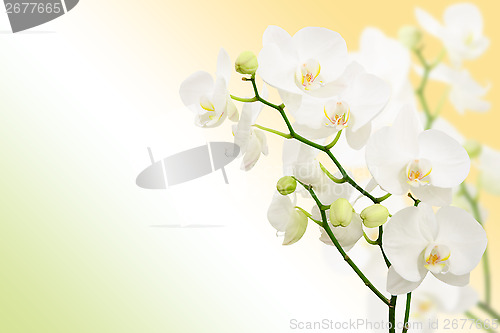 Image of Morning spring background with branches of white orchid flowers