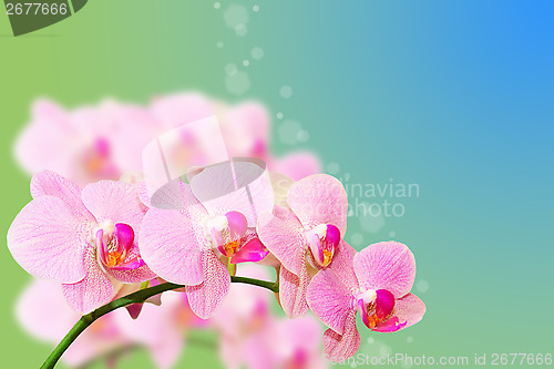 Image of Spotted pastel orchid flowers on gradient blurred summer backgro