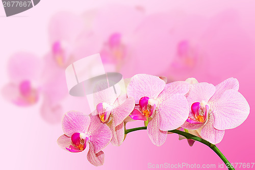 Image of Fragle soft toned orchid flower on blurred background