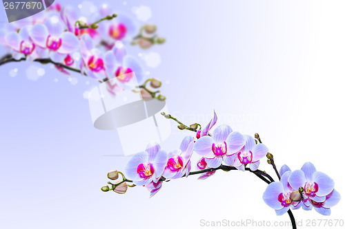 Image of Blue pink orchid flowers on blurred gradient background