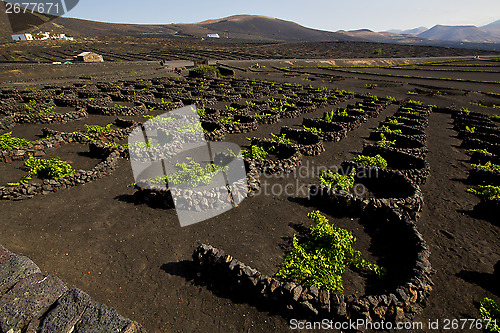 Image of cultivation home viticulture  lanzarote vine screw grapes   barr