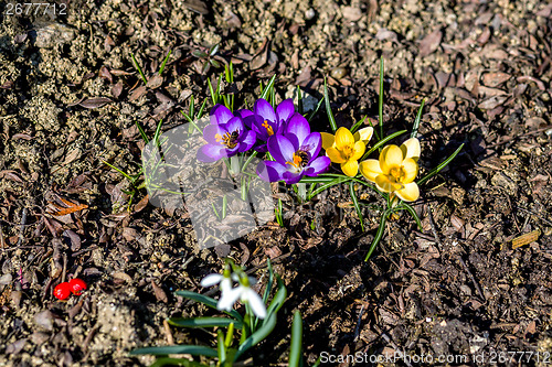 Image of first spring flowers in garden