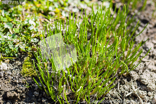 Image of Chive herb flowers on spring garden