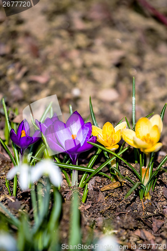 Image of first spring flowers in garden