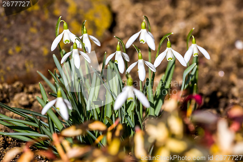 Image of Snowdrop bloom in springtime