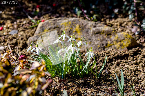 Image of Snowdrop bloom in springtime