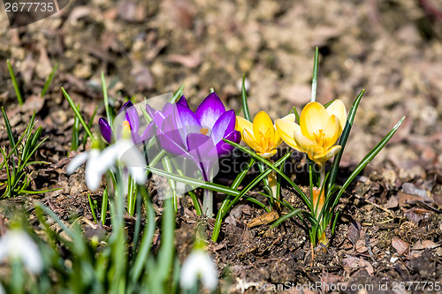 Image of first spring flowers in garden