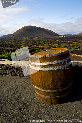 Image of  grapes wall  cultivation barrel