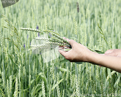 Image of Wheat ears woman hands