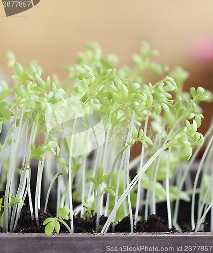 Image of Garden cress 