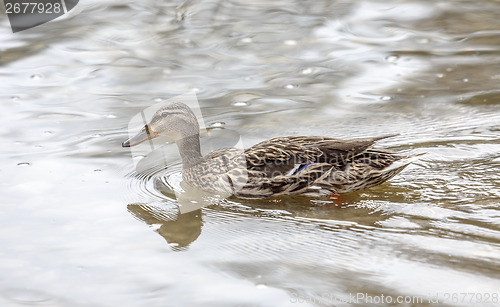 Image of wild duck in the lake