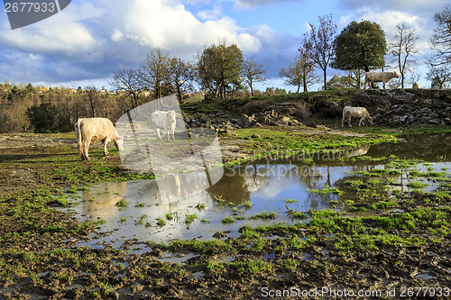 Image of country rural scene with cows grazing