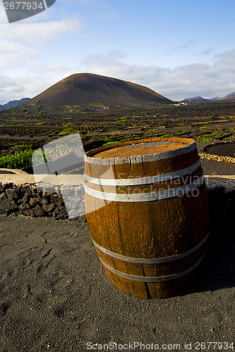 Image of  grapes wall  cultivation barrel