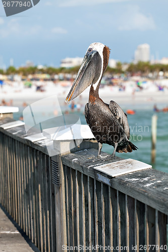 Image of Clearwater Beach Florida Pelican
