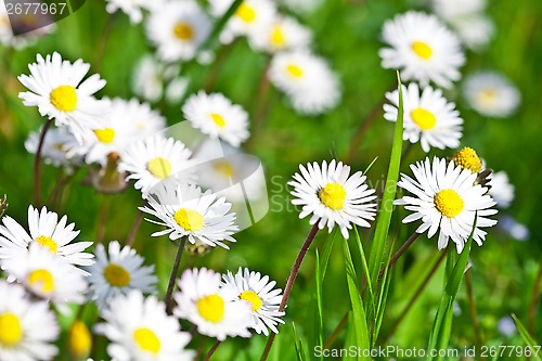 Image of chamomile flowers field