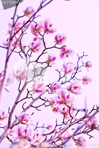 Image of magnolia tree