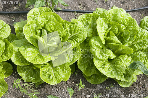 Image of organic lettuce vegetable farm growing in Antigua island Caribbe