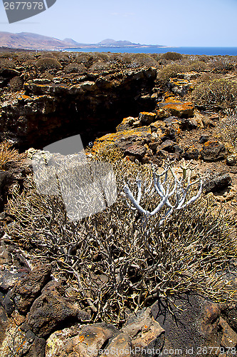 Image of bush timanfaya  in los  volcanic 