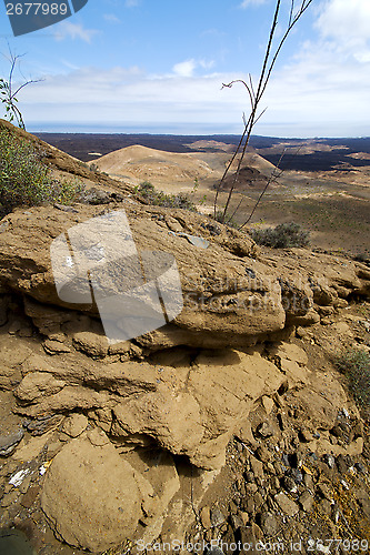 Image of  ocean flower  plant  bush timanfaya  los volcanes  