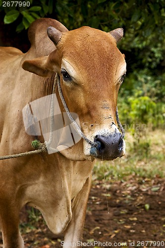 Image of zanzibar africa front brown cow bite in   bush