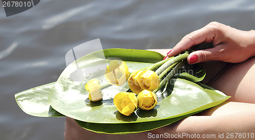 Image of Yellow water lily