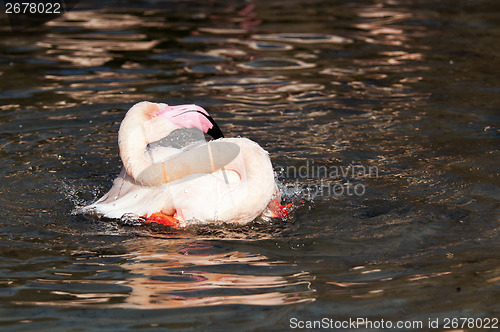 Image of Flamingo