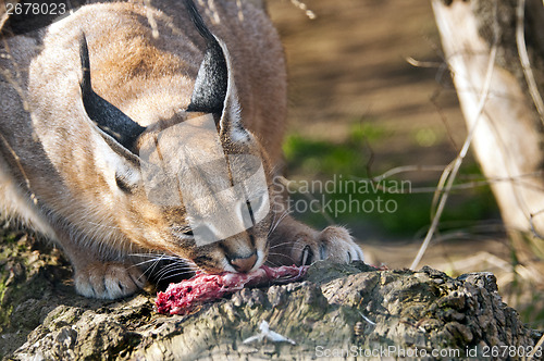 Image of Caracal