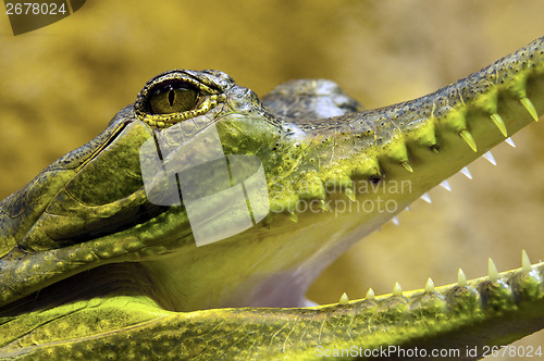 Image of Gharial, also known as gavial