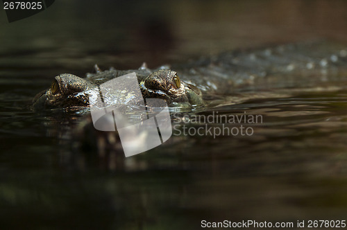 Image of Gharial