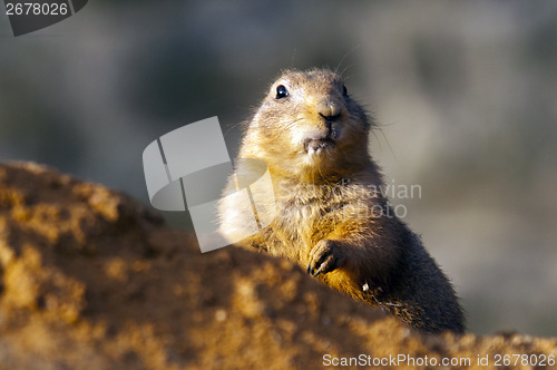 Image of Black-tailed prairie dog