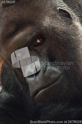 Image of Gorilla