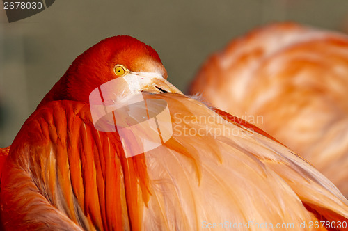 Image of Flamingo