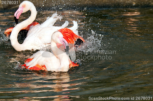 Image of Flamingo