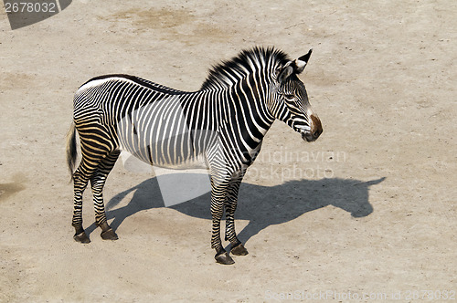 Image of Zebra