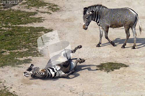 Image of Zebras