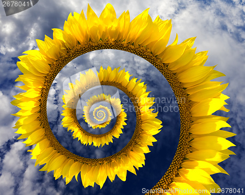 Image of Abstract sunflower spiral