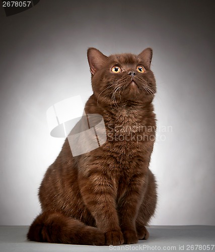 Image of brown british short hair cat