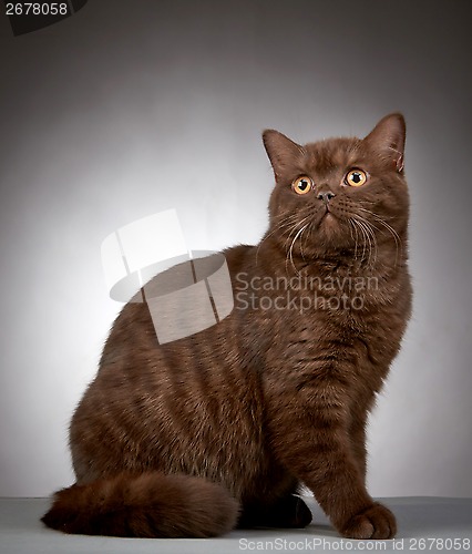 Image of brown british short hair cat