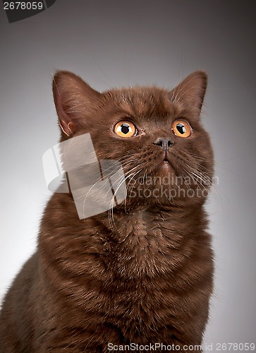 Image of brown british short hair cat