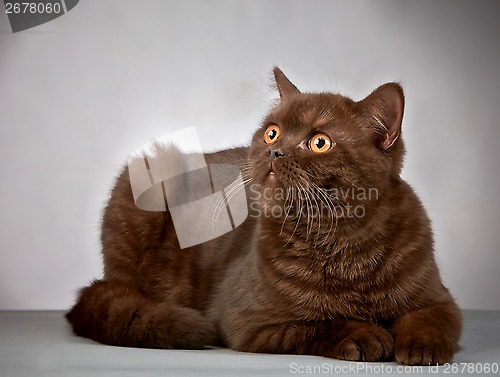 Image of brown british short hair cat