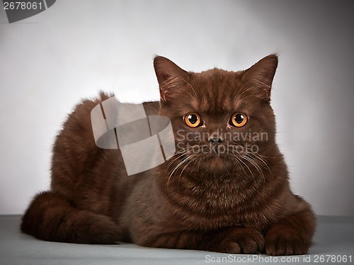 Image of brown british short hair cat